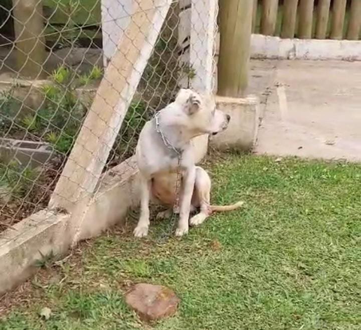 Moradores denunciam abandono de pitbull ferido e acorrentado há dias em estrada de São José dos Pinhais