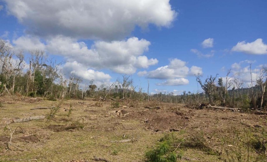 Homem é preso por desmatar 106 hectares de floresta em Rio Azul