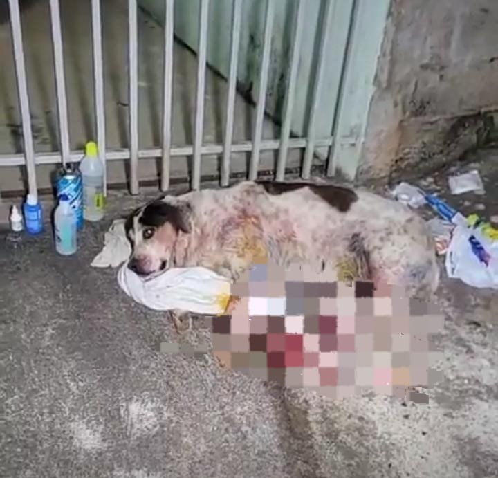 Interativa Rádio/TV flagra situação envolvendo cães comunitários em Colombo